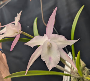 Chz. Elaine's Florida Snow Angel XOXO (2"p) <br> (C Empress Worsley x B David Sander)