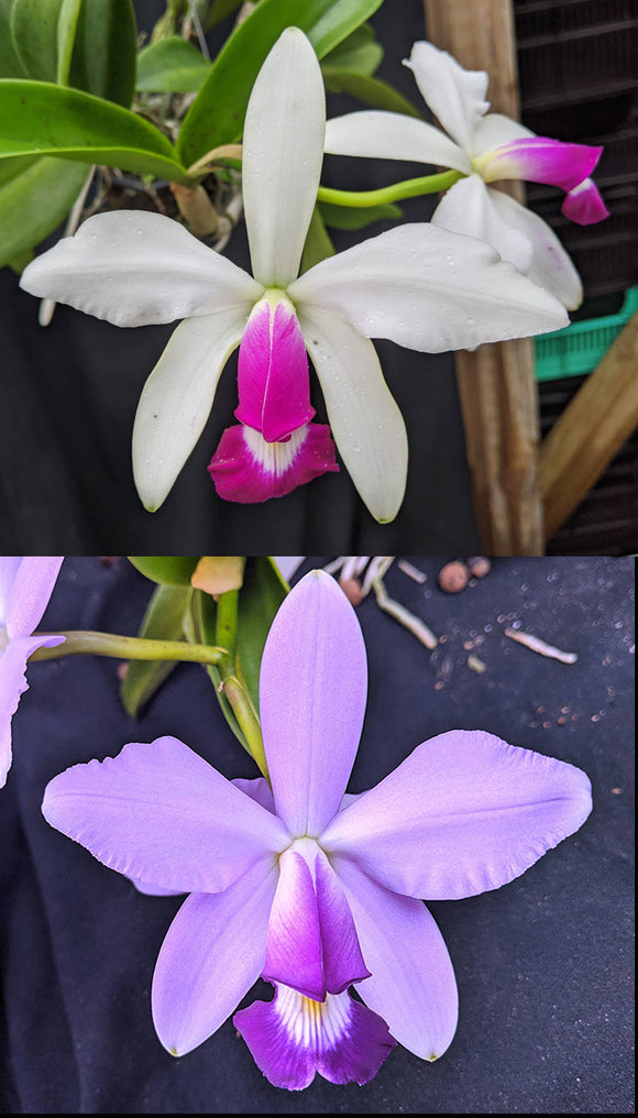 C. violacea s/a 'Belleza' x C. violacea 'Placatun' (2