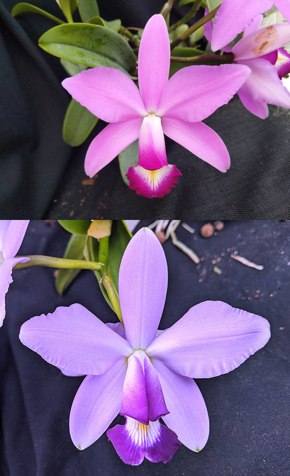 C. violacea 'Placatun' x C. violacea coerulea 'PL2' (2