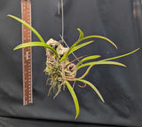 Brassolaelia Sunset Surprise x B. cucullata (m)