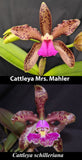 C. Mrs. Mahler x C. schilleriana (2"p)