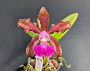 C. Mrs. Mahler x C. schilleriana (2"p)
