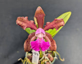 C. Mrs. Mahler x C. schilleriana (2"p)