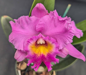 Blc. Sayoko 'Volcano Queen'  (5.5"p)