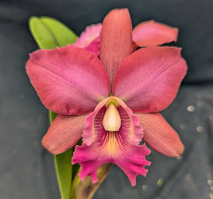 Blc. Volcano Island 'Volcano Queen ' (5.5" p) Meristem