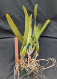 Blc. Hisako Akatsuka x C. Frank Lloyd Wright (6")