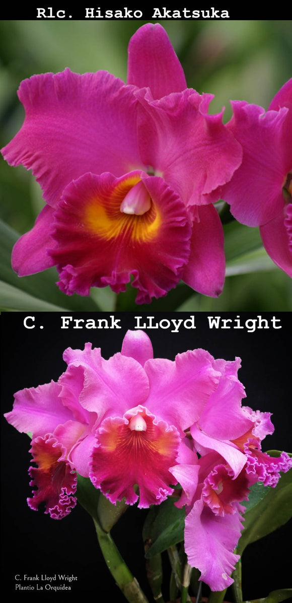 Blc. Hisako Akatsuka x C. Frank Lloyd Wright (6