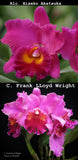 Blc. Hisako Akatsuka x C. Frank Lloyd Wright (6")