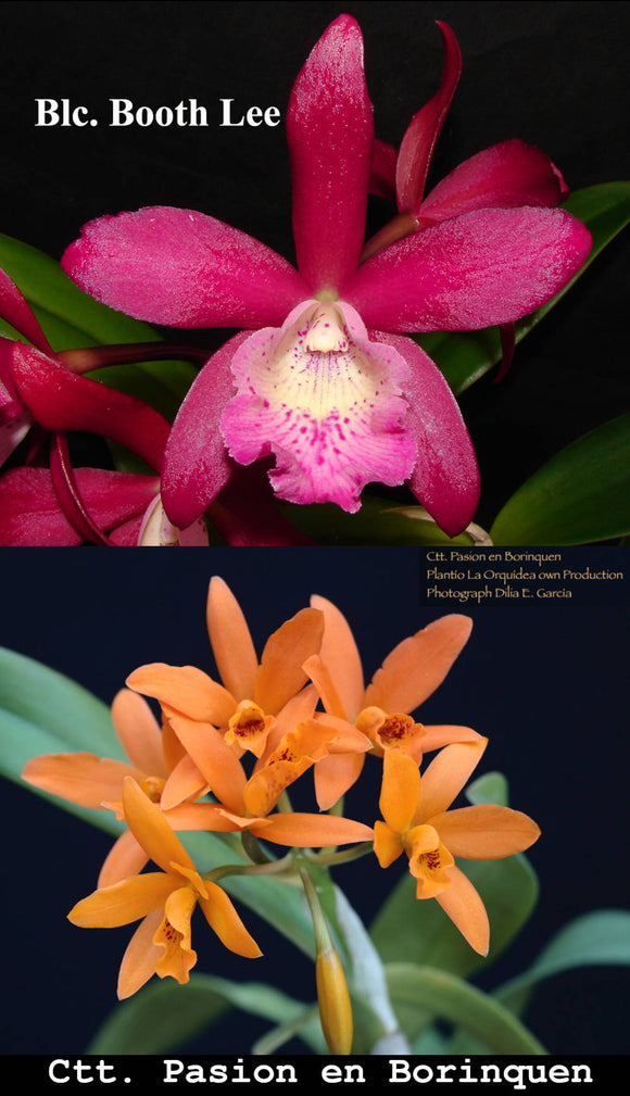 Blc. Booth Lee 'Venice' x Ctt. Pasion en Boriquen (4