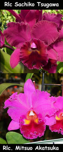 Rlc. Sachiko Tsugawa "DRL' x Rlc. Mitsuo Akatsuka 'VQ' (5")