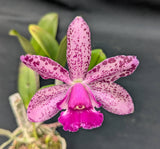 Rlc. Akimi Haneda 'Brazil 12' x self (4"p)