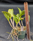 Rlc. Akimi Haneda 'Brazil 12' x self (4"p)