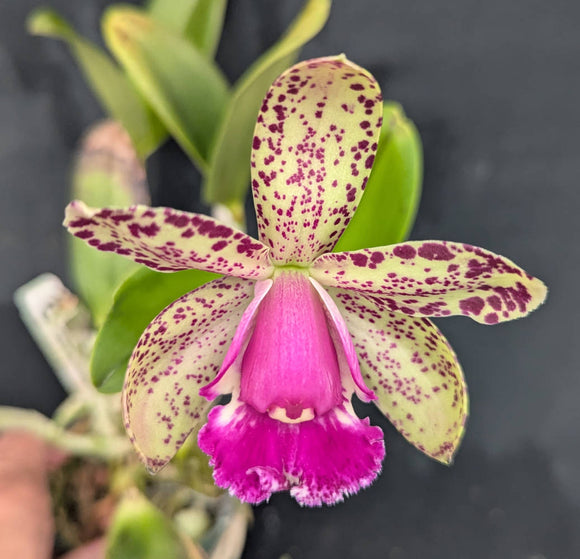 Rlc. Akimi Haneda 'Brazil 12' x self (4