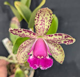 Rlc. Akimi Haneda 'Brazil 12' x self (4"p)