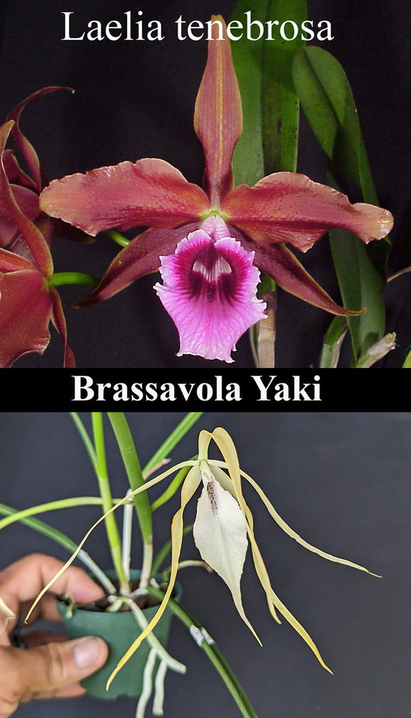 Laelia tenebrosa x Brassavola Yaki (m)