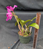 Cattleya eldorado 'Mt Ito' x 'Flamea' (6"p)