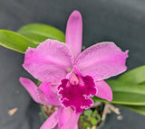 Cattleya eldorado 'Mt Ito' x 'Flamea' (6"p)