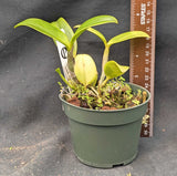 Cattleya leopoldii 'Sanbar Giant' x 'M16' (4" p)