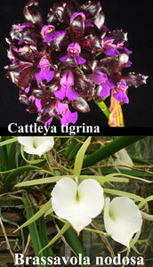 Bc. Tigrinodosa (2"p)<br> (Cattleya tigrina x B. nodosa)