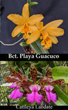 Bct. Playa York (4"p)<br>(Bct. Playa Guacuco x C. Landate 'Hot Lips')