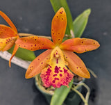 Bct. Playa York (4"p)<br>(Bct. Playa Guacuco x C. Landate 'Hot Lips')