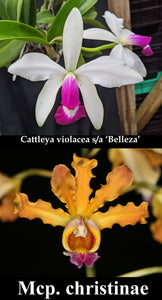 Cattleya violacea s/a 'Belleza' x Mcp. christinae 'Tina' (2"p)
