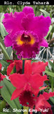 Rlc. (Clyde Tahara x Sharon King) (5"p)