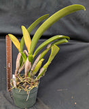 (Blc. Ikuko Akatsuka x Irene Finney) x C. Lee Beauty (6"p)