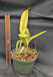 Rlc. Arom Gold 'Volcano Queen' (6"p)