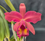 Blc. Pop Eruption x Rlc. Misty Queen (6"p)