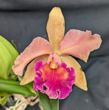 Blc. Pop Eruption x Rlc. Misty Queen (6"p)