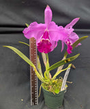 Cattleya lueddemanniana 'Trompa Oscura' (4"p)