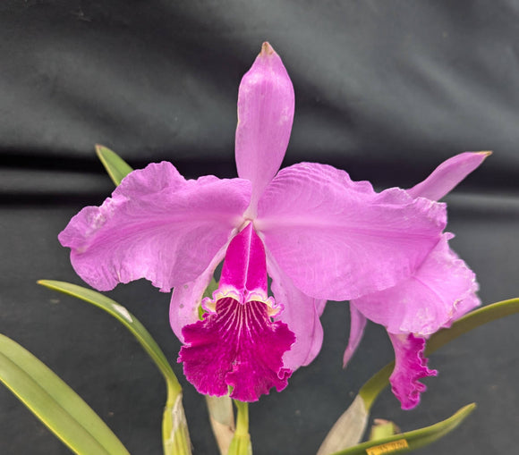 Cattleya lueddemanniana 'Trompa Oscura' (4