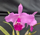 Cattleya lueddemanniana 'Trompa Oscura' (4"p)