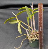 C. Green Emerald 'Orchid Queen' (5"p)  (Meristem)