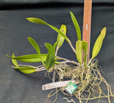 Blc. Tetralip Large Overgrown Plant(4"b)