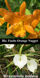 Blc. Fuchs Orange Nugget x B. nodosa (2"p)