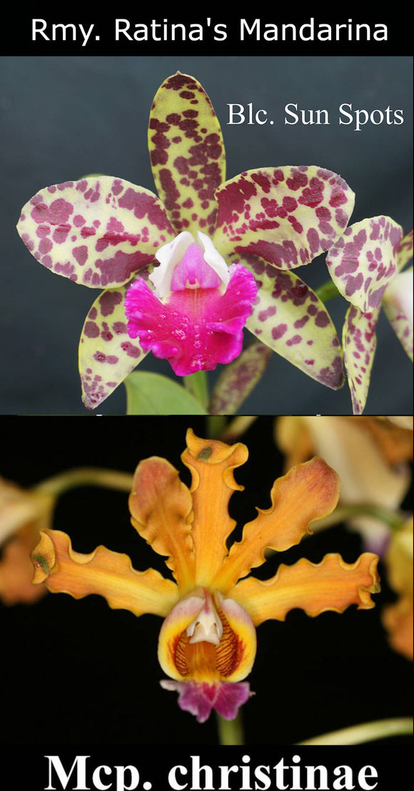 Rmy. Ratina's Mandarina <br> Blc. Sun Spots 'Waiamao 'Golden Leopard' x Mcp. christinae 'Tina' (4')