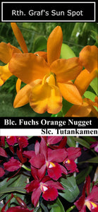Rth. Graf's Sun Spot (2"p)<br> Slc. Tutankamen 'Pop' x Blc. Fuchs Orange Nuggett