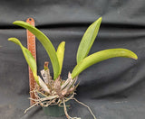 Rlc. Kyoko Takahashi 'Volcano Queen' (5" p)