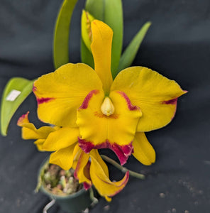 Rlc. Shang Ding Beauty (5"p) Meristem