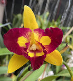 Rlc.  Shuen-Jaan Gold 'Golden Phoenix' (4"p)