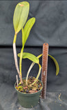 Blc. Hawaiian Wedding Song 'Virgin' (6" p)