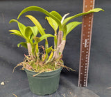 Cattleya Chocolate Drop 'Volcano Queen' (5"p)