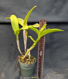 C. (Netrasiri Beauty x Yen Redface) (4"p)