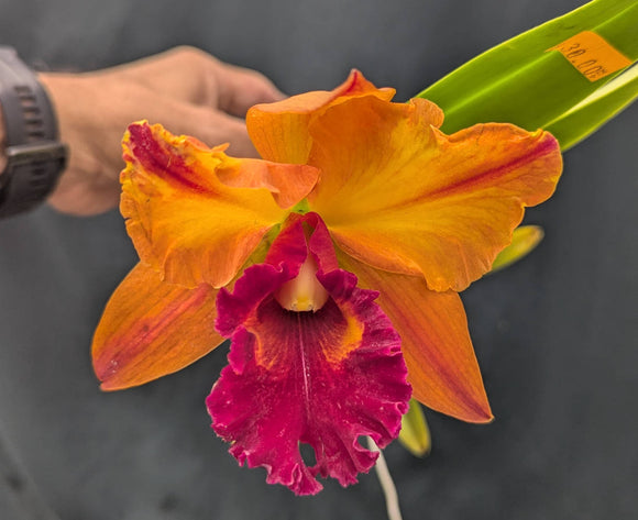 Rlc. Yingluck Smile 'Browny' (4