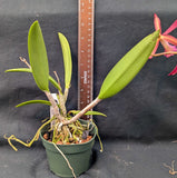 Bc. Hamlyn's Magic (4"p) <br>(Brassavola nodosa  x Cattleya Jalapa)