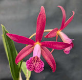 Bc. Hamlyn's Magic (4"p) <br>(Brassavola nodosa  x Cattleya Jalapa)