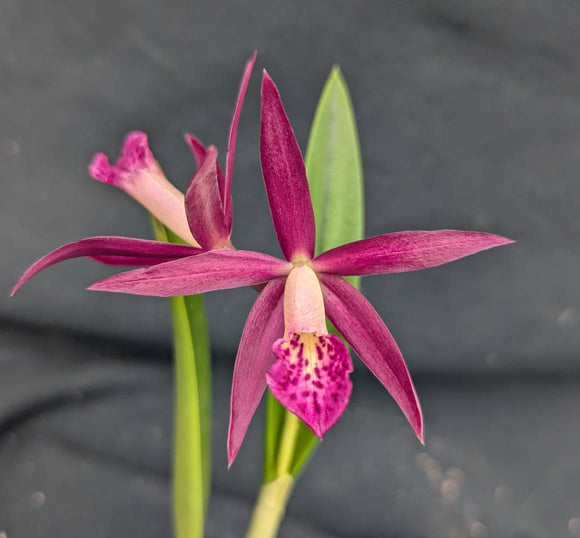 Blc. Ancile Gloudon (4