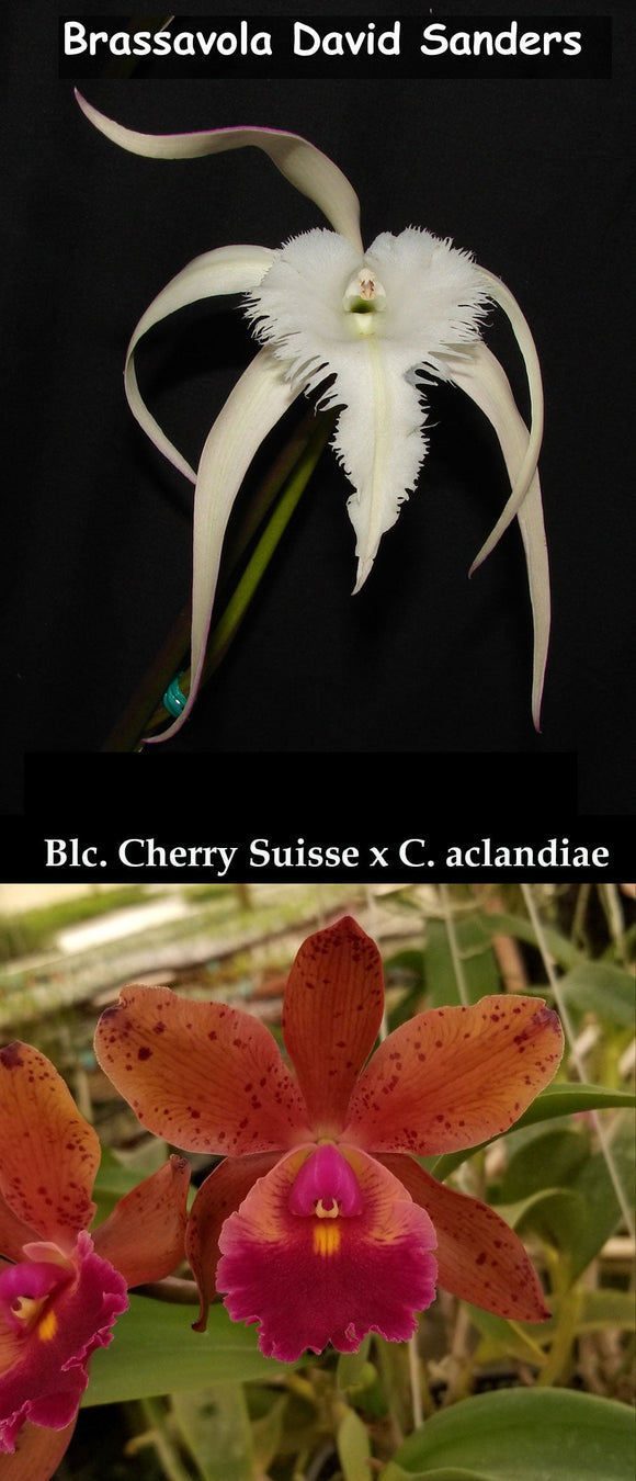 B. David Sanders x (Blc. Cherry Suisse x C. aclandiae) (4